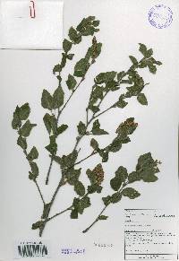 Betula chinensis image