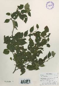 Betula chinensis image