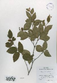 Betula chinensis image