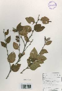 Betula chinensis image