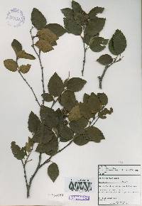 Betula chinensis image