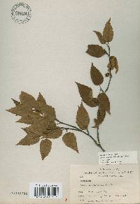 Betula costata image