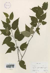 Betula costata image