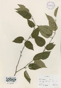 Betula costata image