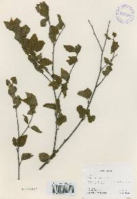 Betula costata image