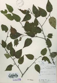 Betula costata image