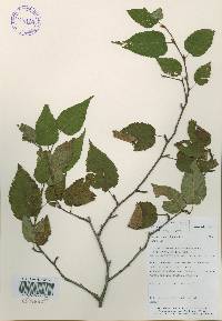 Betula costata image