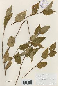 Betula costata image