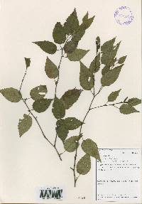 Betula costata image