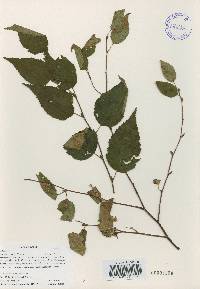 Betula costata image