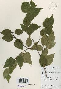 Betula costata image