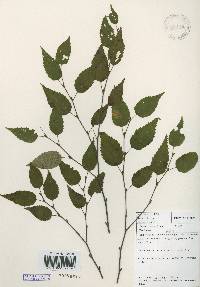 Betula costata image