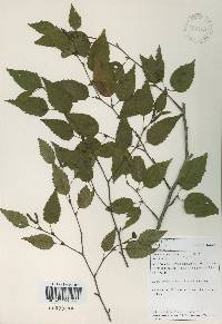 Betula costata image