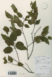 Betula costata image