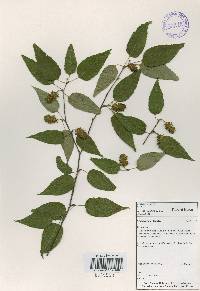 Betula costata image