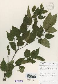 Betula costata image