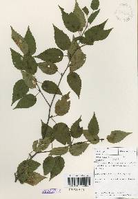 Betula costata image