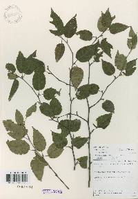 Betula costata image