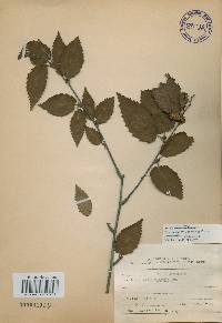 Betula costata image