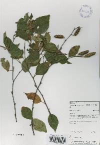 Betula davurica image