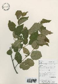 Betula davurica image