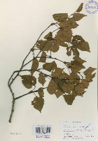 Betula ermanii image