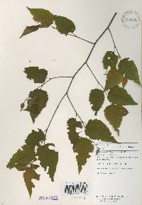 Betula ermanii image