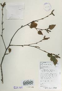 Betula ermanii image