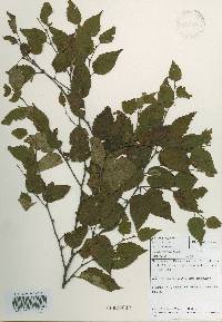 Betula ermanii image