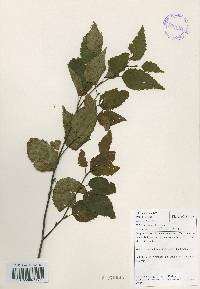 Betula ermanii image