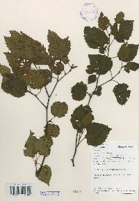 Betula ermanii image