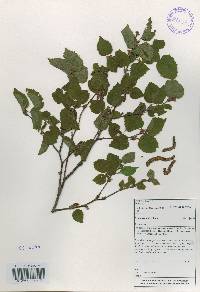 Betula ermanii image