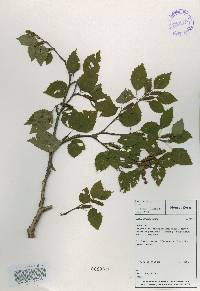 Betula ermanii image