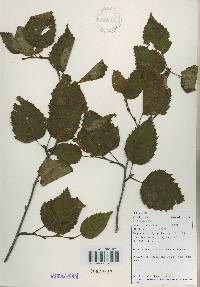 Betula ermanii image