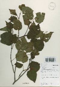 Betula ermanii image