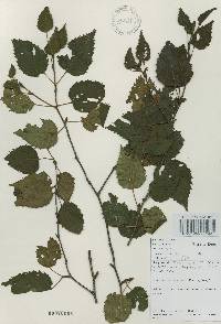 Betula ermanii image