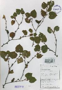 Betula ermanii image