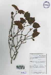 Betula ermanii image