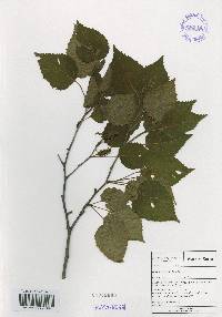 Betula ermanii image