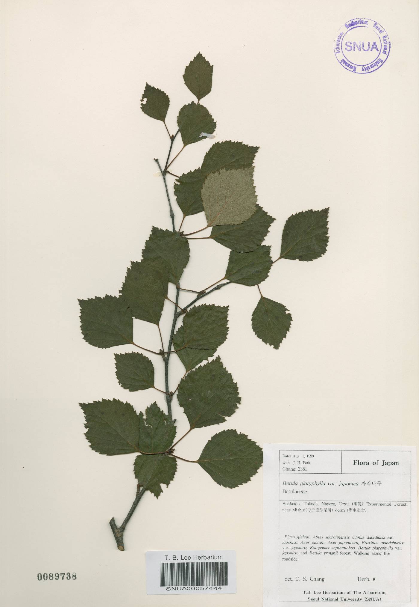 Betula pendula image