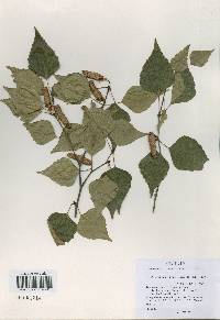 Betula pendula image