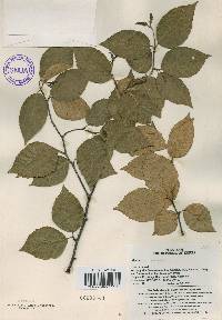 Betula schmidtii image