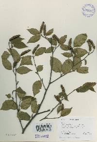 Betula schmidtii image