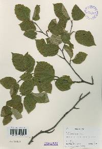 Betula schmidtii image