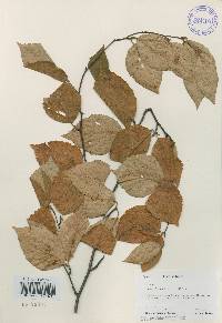 Betula schmidtii image