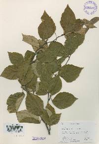 Betula schmidtii image