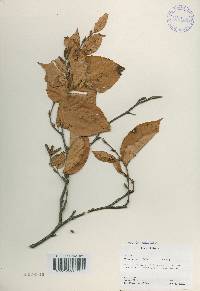 Betula schmidtii image