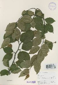 Betula schmidtii image