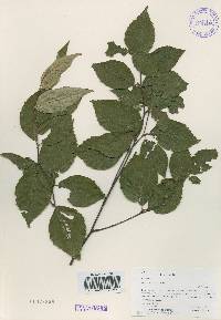 Betula schmidtii image