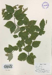 Betula schmidtii image